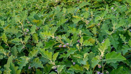 Eggplant, aubergine or brinjal is a plant species in the nightshade family Solanaceae. Solanum melongena is grown worldwide for its edible fruit. Most commonly purple, the spongy, absorbent fruit.