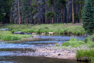Deer crossing creek 