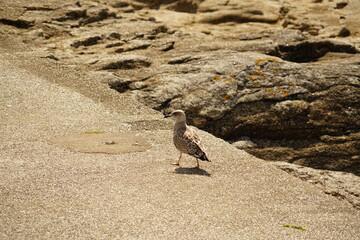 Promenade du goéland  .