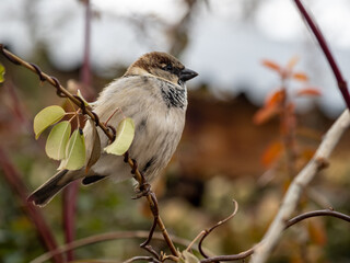 A close up of a house sparrow on a twig.