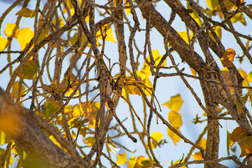 Ramas y Hojas de Árbol de Otoño