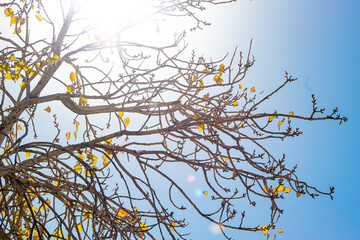 Ramas de Árbol de Otoño
