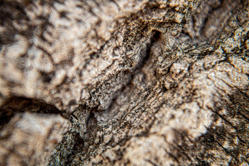 Corteza de Árbol | Textura