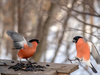 A pair of bullfinches fight over seeds at a feeder in the forest.