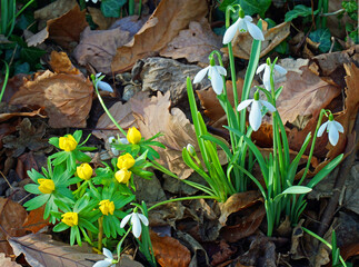 Snowdrops and Celendines in flower with leaf litter