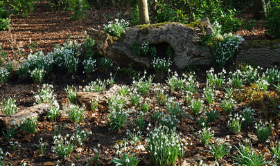 Display of Snowdrops in ground and growing on fallen tree trunk.