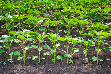 Rows of young sunflower plants on the field early in the spring - selective focus