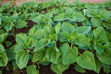 Rows of young sunflower plants on the field early in the spring - selective focus