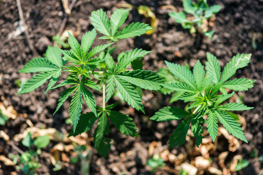 Green cannabis plants growing in the field - selective focus, copy space