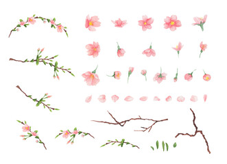 Watercolor set of sakura blossom illustration. Cherry blossom set on isolated white background.