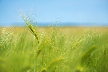 Barley grain is used for flour, barley bread, barley beer, some whiskeys, some vodkas, and animal fodder.