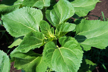 Rows of young sunflower plants on the field early in the spring - selective focus