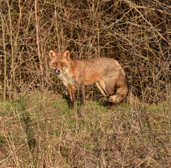 Red fox in the wild 