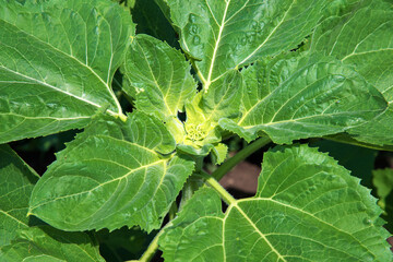 Rows of young sunflower plants on the field early in the spring - selective focus