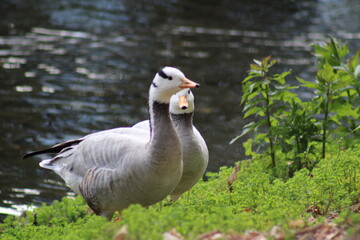Oies à tête barrées
