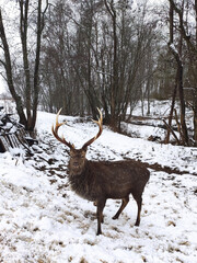 deer with big antlers in the winter forest