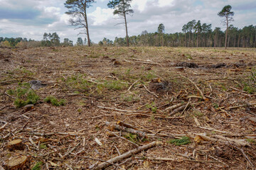 Aftermath of logging and forestry