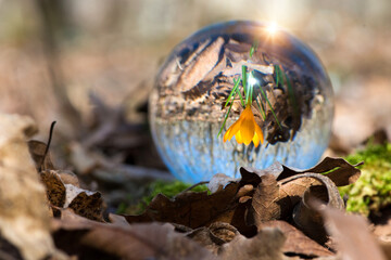 Close up of blooming crocus in a spring forest - upside down reflection in a lens ball - selective focus, copy space