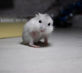 Campbell's dwarf hamster of the species Phodopus campbelli with selective focus