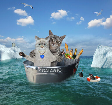 An ashen cat with a gray cat after the shipwreck are drifting in a steel wash tub called Catanic among the icebergs in the sea.