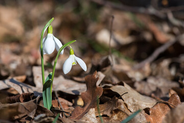 Close up of snowdrop flowers blooming in sunny spring day in the forest - selective focus, copy space