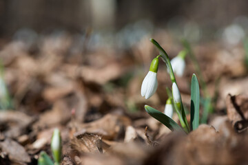 Close up of snowdrop flowers blooming in sunny spring day in the forest - selective focus, copy space