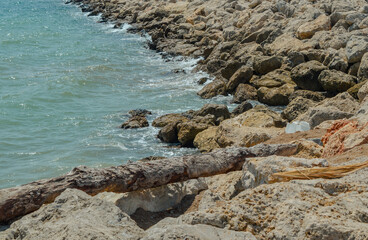 Tree branch on the rocks in Palma de Mallorca, Balearic Islands, Mediterranean Sea, Spain