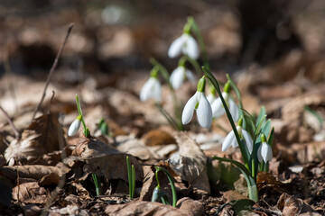 Close up of snowdrop flowers blooming in sunny spring day in the forest - selective focus, copy space