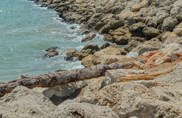 Tree branch on the rocks in Palma de Mallorca, Balearic Islands, Mediterranean Sea, Spain