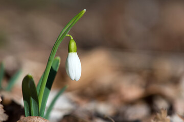 Close up of snowdrop flowers blooming in sunny spring day in the forest - selective focus, copy space