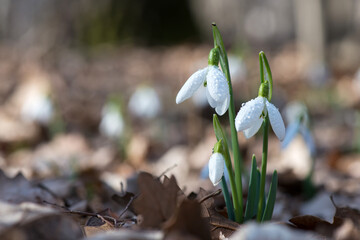 Close up of snowdrop flowers blooming in sunny spring day in the forest - selective focus, copy space