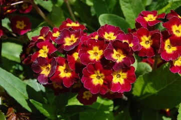 Primula flower. Deep red primrose. Primula blooming on the spring. Spring flower. 