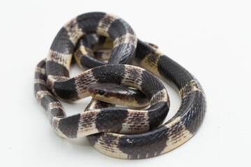 Highly venomous, Malayan krait or blue krait Bungarus candidus isolated on white background
