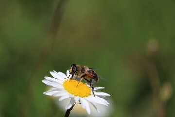 abeille à miel
