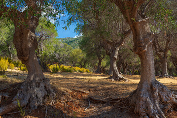 Fototapeta na wymiar Olive trees agriculture in Maremma nature reserve, Tuscany, Italy. Extensive pine forest over headland and green woodland in natural park, dramatic coast