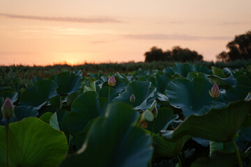 lotus in delta river