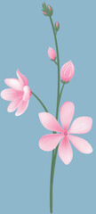 gentiana, flowers pink, bloom, decorative,floral, design