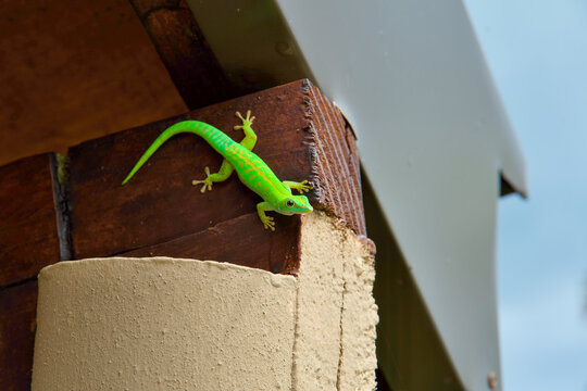 Eidechse / Gekko Grün Seychellen - Green Lizard Seychelles 