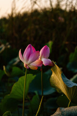 Fototapeta premium lotus in delta river