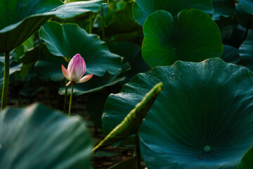 lotus in delta river