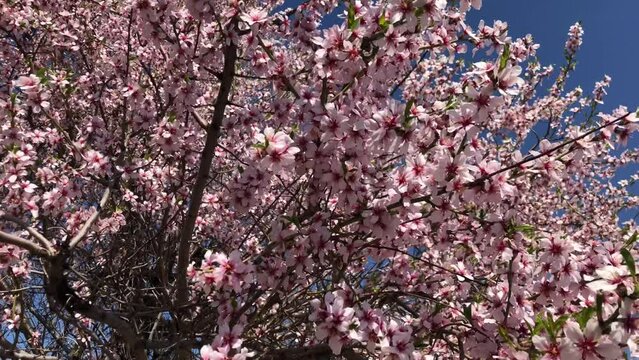 pink cherry blossoms on tree in spring