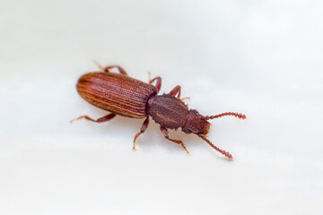 Merchant grain beetle in white background view from side. Oryzaephilus mercator - obrazy, fototapety, plakaty