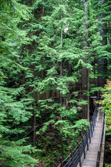 Obraz premium bosque placentero