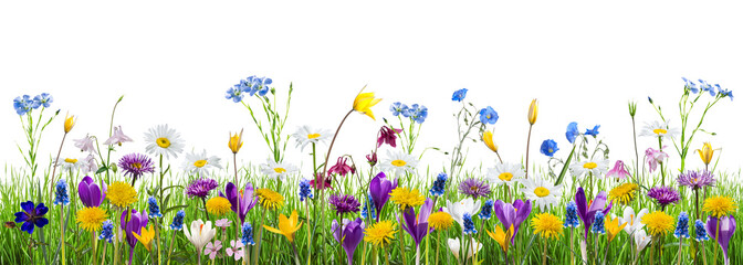 Spring meadow with wild flowers isolated