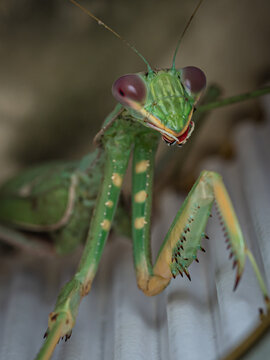 Mantis Religiosa