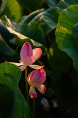 lotus in delta river