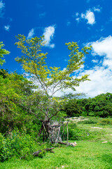 Fototapeta premium Beautiful landscape with trees, blue sky, clouds