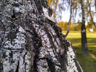 birch trunk with yellow leaves in autumn view from bottom to top. High quality photo