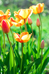 Tulips grow in a bed on a bright sunny day, tulip garden blooming on the season and filed fill full colorful of flowers