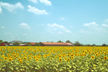 Sunflower Field